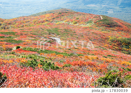 栗駒山の紅葉絶景2015～いわかがみ平方面 17830039