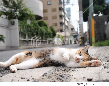 寝転がる三毛猫 寝転がる三毛猫 17830500