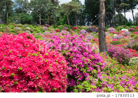 塩船観音寺つつじの花園 17830513