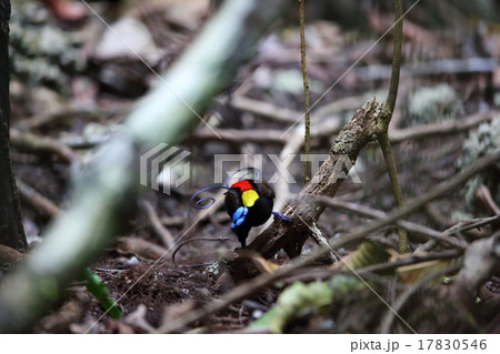 アカミノフウチョウ 17830546