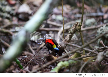 アカミノフウチョウ 17830547