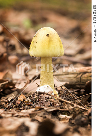 Death Cap,Amanita Phalloides Death Cap,Amanita Phalloides 17830589