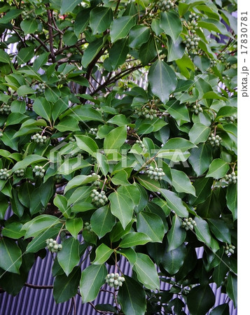 カクレミノ　別名：カラミツデ、テングノウチワ、ミツデ 17830781