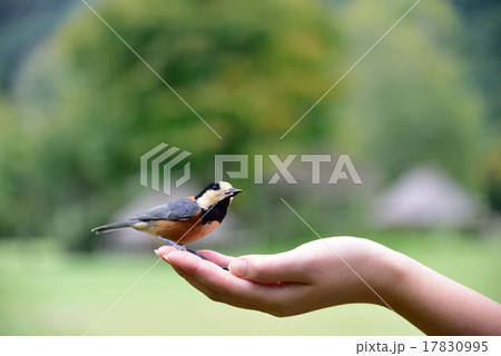 ヤマガラ ヤマガラ 17830995