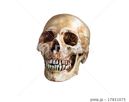 Skull, on white background 17831075