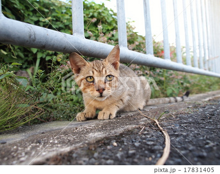 【特価公式】路傍の猫 street cats 　写真集 文学・小説