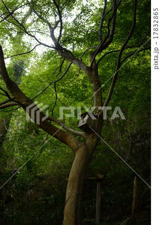 巣箱　鳥小屋 17832865