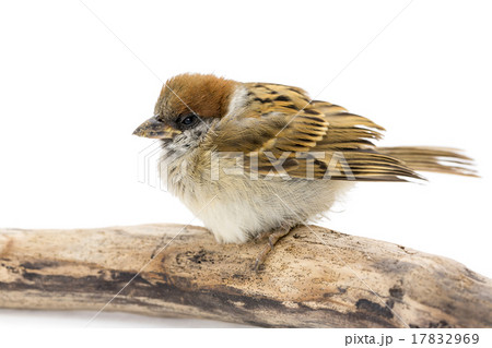 木に留まるスズメ 木に留まるスズメ 17832969