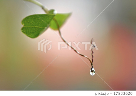 close up super shot water drop on  leaf in fresh  17833620