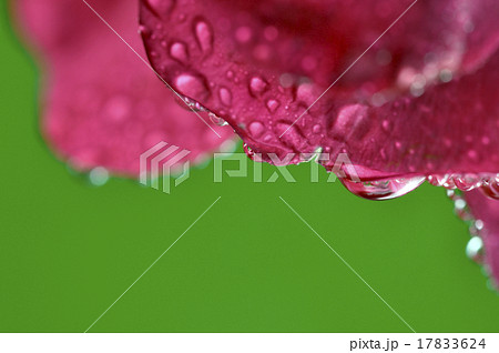 close up super shot water drop on flower  in fresh 17833624