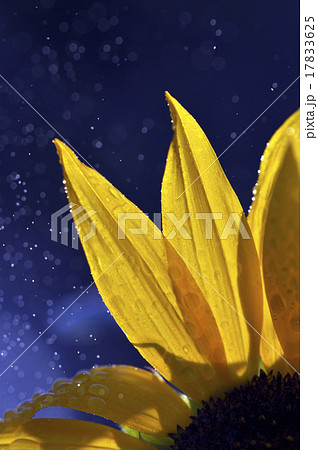 close up super shot water drop on flower in fresh close up super shot water drop on flower in fresh 17833625