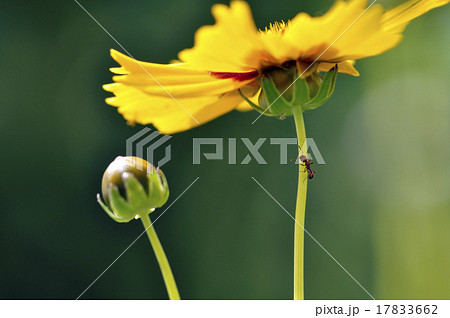 close up yellow daisy shot in garden morning close up yellow daisy shot in garden morning 17833662
