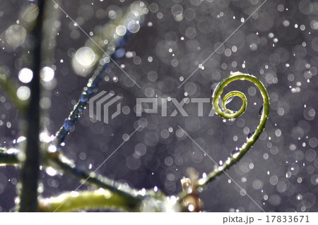 close up super shot water drop on  leaf in fresh  17833671