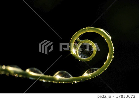 close up super shot water drop on  leaf in fresh  17833672