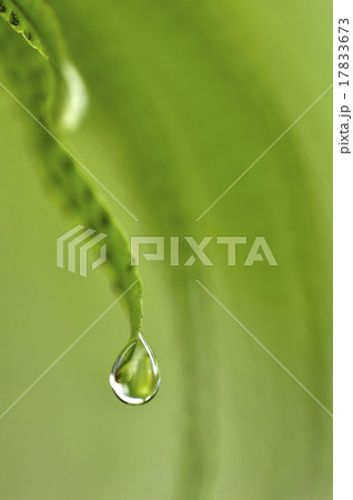 close up super shot water drop on  leaf in fresh  17833673