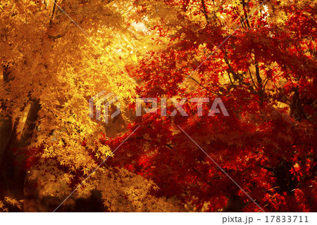 紅葉 紅葉 17833711