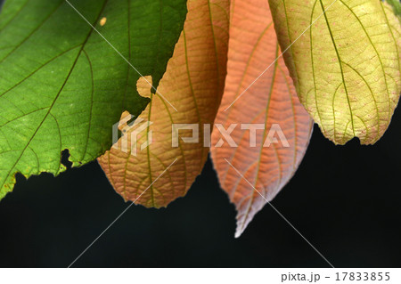 super macro shot element of leaf super macro shot element of leaf 17833855