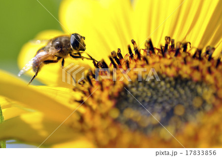 super macro shot of bee eating honey  17833856