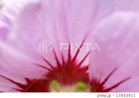 super macro shot of flower super macro shot of flower 17833911
