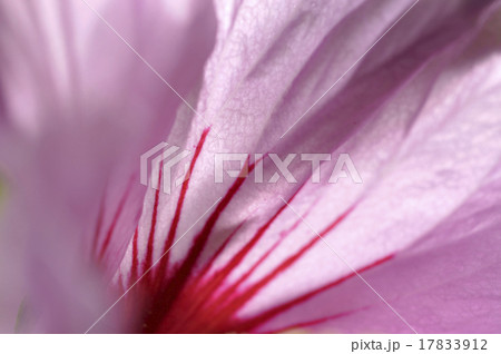 super macro shot of flower super macro shot of flower 17833912