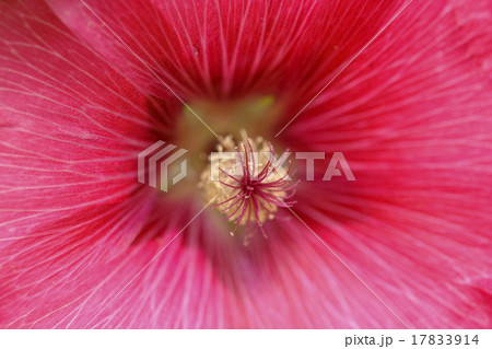 super macro shot of flower super macro shot of flower 17833914