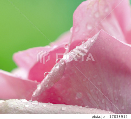 super macro shot of flower super macro shot of flower 17833915