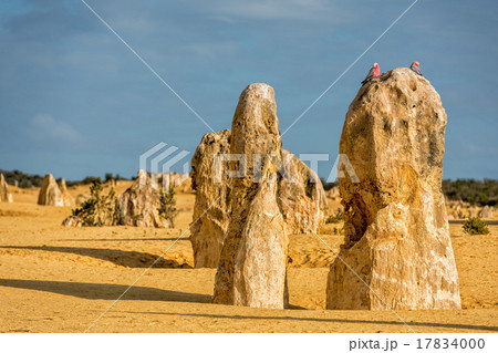 cacatua on pinnacle in west australia 17834000