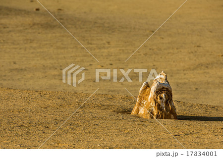 pinnacles park in west australia pinnacles park in west australia 17834001