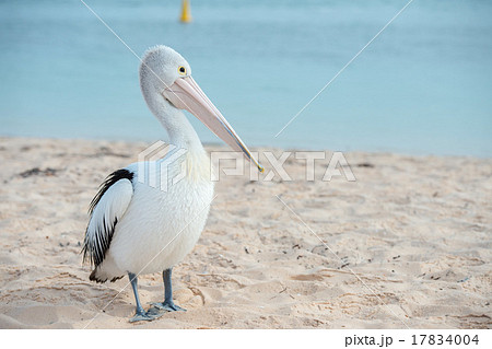Pelican close up portrait on the beach Pelican close up portrait on the beach 17834004