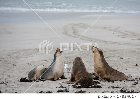 newborn australian sea lion on sandy beach 17834017
