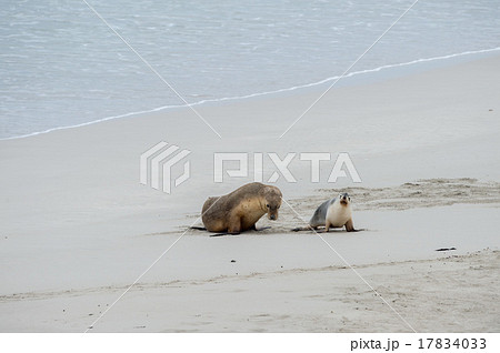 newborn australian sea lion on sandy beach  17834033