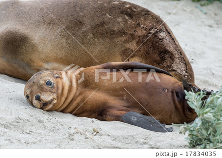 newborn australian sea lion on sandy beach 17834035