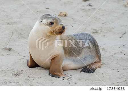 newborn australian sea lion on sandy beach 17834038