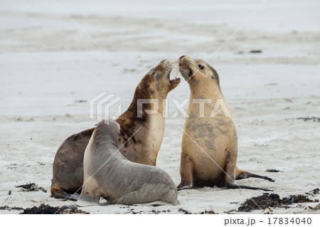 newborn australian sea lion on sandy beach  17834040