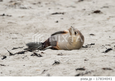 newborn australian sea lion on sandy beach 17834041