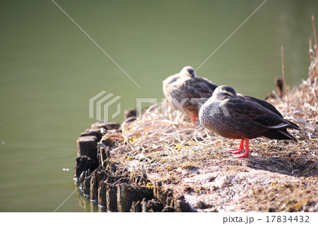 水辺のカモ 17834432