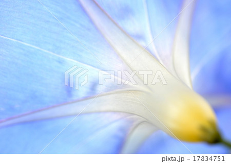 super macro shot of flower super macro shot of flower 17834751