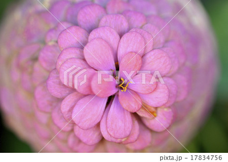 super macro shot of flower super macro shot of flower 17834756