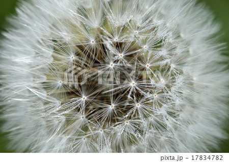 super macro shot of flower super macro shot of flower 17834782