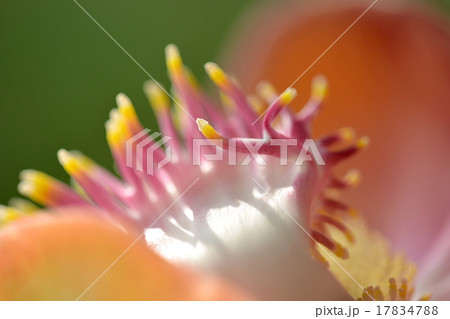super macro shot of flower super macro shot of flower 17834788