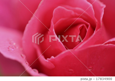 super macro shot of rose super macro shot of rose 17834900