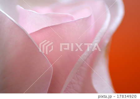 super macro shot of rose super macro shot of rose 17834920