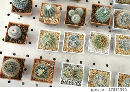 Variety of small beautiful cactus in the pot Variety of small beautiful cactus in the pot 17835590