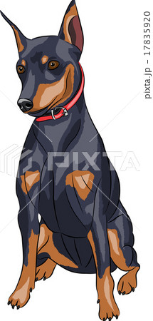 Vector. Miniature pinscher dog. 17835920