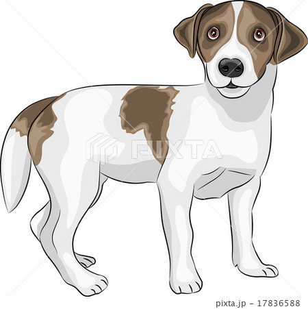 vector Jack Russell Terrier vector Jack Russell Terrier 17836588
