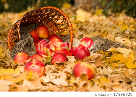 basket with apples on autumn leaves in the forest 17836726