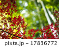 赤紅葉と竹林 17836772