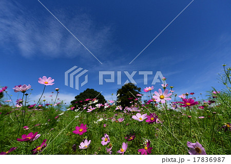 コスモス開花 17836987