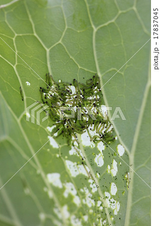 キャベツの害虫・ヨトウムシ０２ 17837045