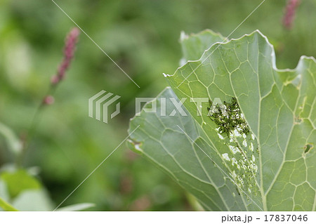 キャベツの害虫・ヨトウムシ０３ 17837046